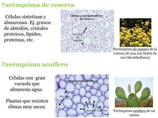 Parénquima de reserva de la
corteza de una raíz botón de
oro (dicotiledónea)
Parénquima acuífero de un
cactus
Parénquima de reserva
Parénquima acuífero
Células sintetizan y
almacenan. Ej. granos
de almidón, cristales
proteicos, lípidos,
proteínas, etc.
Células con gran
vacuola que
almacena agua.
Plantas que resisten
climas muy secos.
 