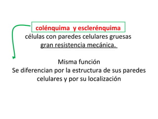 colénquima y esclerénquima
células con paredes celulares gruesas
gran resistencia mecánica.
Misma función
Se diferencian por la estructura de sus paredes
celulares y por su localización
 