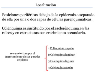 Posiciones periféricas debajo de la epidermis o separado
de ella por una o dos capas de células parenquimáticas.
Colénquima es sustituido por el esclerénquima en las
raíces y en estructuras con crecimiento secundario.
Localización
se caracterizan por el
engrosamiento de sus paredes
celulares
1.Colénquima angular
2.Colénquima laminar
3.Colénquima lagunar
4.Colénquima anular
 