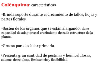 Colénquima: características
•Brinda soporte durante el crecimiento de tallos, hojas y
partes florales.
•Sostén de los órganos que se están alargando, tiene
capacidad de adaptarse al crecimiento de cada estructura de la
planta.
•Gruesa pared celular primaria
•Presenta gran cantidad de pectinas y hemicelulosas,
además de celulosa. Resistencia y flexibilidad
 