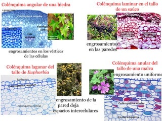Colénquima angular de una hiedra Colénquima laminar en el tallo
de un saúco
engrosamientos en los vértices
de las células
engrosamientos
en las paredes
Colénquima lagunar del
tallo de Euphorbia
engrosamiento de la
pared deja
espacios intercelulares
Colénquima anular del
tallo de una malva
engrosamiento uniforme
 