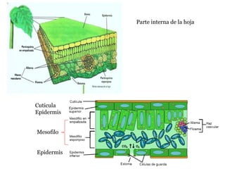Parte interna de la hoja
Mesofilo
Epidermis
Cuticula
Epidermis
 