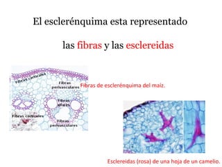 El esclerénquima esta representado
las fibras y las esclereidas
Fibras de esclerénquima del maíz.
Esclereidas (rosa) de una hoja de un camelio.
 
