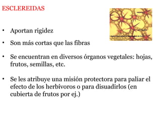 • Aportan rigidez
• Son más cortas que las fibras
• Se encuentran en diversos órganos vegetales: hojas,
frutos, semillas, etc.
• Se les atribuye una misión protectora para paliar el
efecto de los herbívoros o para disuadirlos (en
cubierta de frutos por ej.)
ESCLEREIDAS
 