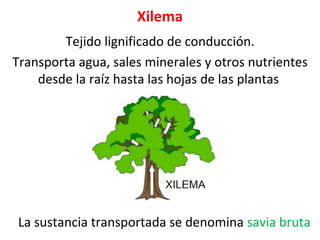 Xilema
Tejido lignificado de conducción.
Transporta agua, sales minerales y otros nutrientes
desde la raíz hasta las hojas de las plantas
La sustancia transportada se denomina savia bruta
 