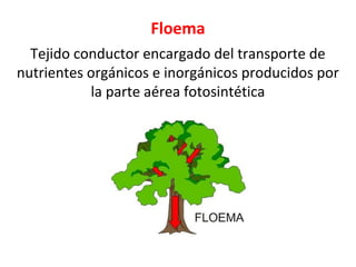 Floema
Tejido conductor encargado del transporte de
nutrientes orgánicos e inorgánicos producidos por
la parte aérea fotosintética
 