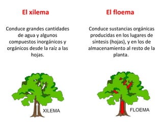 Conduce sustancias orgánicas
producidas en los lugares de
síntesis (hojas), y en los de
almacenamiento al resto de la
planta.
El xilema
Conduce grandes cantidades
de agua y algunos
compuestos inorgánicos y
orgánicos desde la raíz a las
hojas.
El floema
 