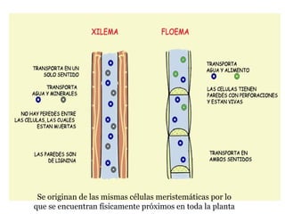 Se originan de las mismas células meristemáticas por lo
que se encuentran físicamente próximos en toda la planta
 