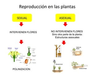 Reproducción en las plantas
SEXUAL ASEXUAL
INTERVIENEN FLORES NO INTERVIENEN FLORES
Sino otra parte de la planta:
Estructuras asexuales
POLINIZACION
 
