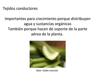 Tejidos conductores
Importantes para crecimiento porque distribuyen
agua y sustancias orgánicas
También porque hacen de soporte de la parte
aérea de la planta.
Apio: tejido vascular
 