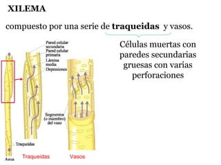XILEMA
compuesto por una serie de traqueidas y vasos.
Traqueidas Vasos
Células muertas con
paredes secundarias
gruesas con varias
perforaciones
 