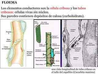 FLOEMA
Los elementos conductores son la célula cribosa y los tubos
cribosos: células vivas sin núcleo.
Sus paredes contienen depósitos de calosa (carbohidrato).
una vista longitudinal de tubo criboso en
el tallo del zapallito (Cucurbita maxima)
 