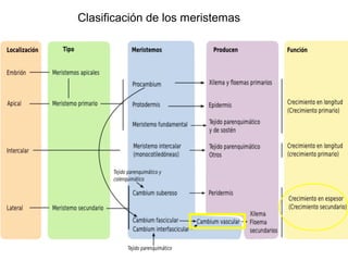 Clasificación de los meristemas
 