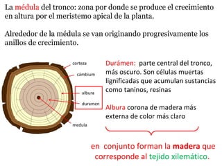 La médula del tronco: zona por donde se produce el crecimiento
en altura por el meristemo apical de la planta.
Alrededor de la médula se van originando progresivamente los
anillos de crecimiento.
Durámen: parte central del tronco,
más oscuro. Son células muertas
lignificadas que acumulan sustancias
como taninos, resinas
Albura corona de madera más
externa de color más claro
en conjunto forman la madera que
corresponde al tejido xilemático.
 