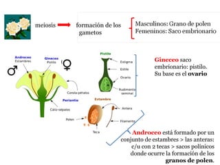 Gineceo saco
embrionario: pistilo.
Su base es el ovario
Androceo está formado por un
conjunto de estambres > las anteras:
c/u con 2 tecas > sacos polínicos
donde ocurre la formación de los
granos de polen.
meiosis formación de los
gametos
 
