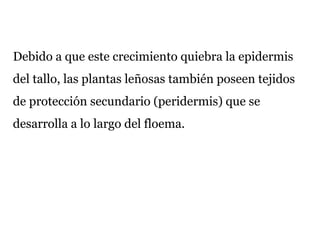Debido a que este crecimiento quiebra la epidermis
del tallo, las plantas leñosas también poseen tejidos
de protección secundario (peridermis) que se
desarrolla a lo largo del floema.
 