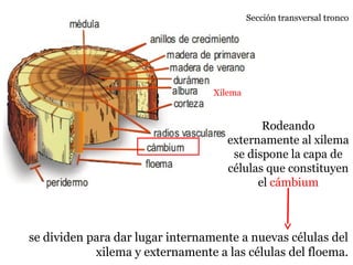 Sección transversal tronco
Rodeando
externamente al xilema
se dispone la capa de
células que constituyen
el cámbium
Xilema
se dividen para dar lugar internamente a nuevas células del
xilema y externamente a las células del floema.
 