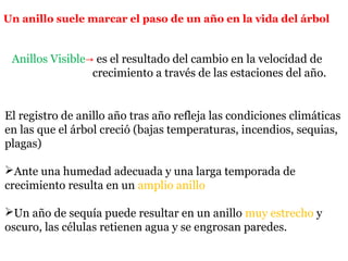 Un anillo suele marcar el paso de un año en la vida del árbol
Anillos Visible→ es el resultado del cambio en la velocidad de
crecimiento a través de las estaciones del año.
El registro de anillo año tras año refleja las condiciones climáticas
en las que el árbol creció (bajas temperaturas, incendios, sequias,
plagas)
Ante una humedad adecuada y una larga temporada de
crecimiento resulta en un amplio anillo
Un año de sequía puede resultar en un anillo muy estrecho y
oscuro, las células retienen agua y se engrosan paredes.
 