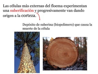 Las células más externas del floema experimentan
una suberificación y progresivamente van dando
origen a la corteza.
Depósito de suberina (biopolimero) que causa la
muerte de la célula
 