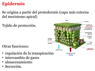 Epidermis
Se origina a partir del protodermis (capa más externa
del meristemo apical)
Tejido de protección.
Otras funciones:
• regulación de la transpiración
• intercambio de gases
• almacenamiento
• Secreción.
 
