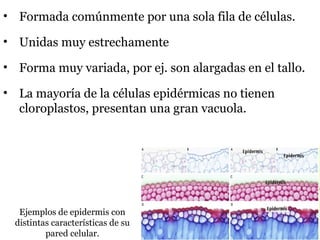 • Formada comúnmente por una sola fila de células.
• Unidas muy estrechamente
• Forma muy variada, por ej. son alargadas en el tallo.
• La mayoría de la células epidérmicas no tienen
cloroplastos, presentan una gran vacuola.
Ejemplos de epidermis con
distintas características de su
pared celular.
 