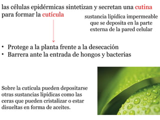 las células epidérmicas sintetizan y secretan una cutina
para formar la cutícula
Sobre la cutícula pueden depositarse
otras sustancias lipídicas como las
ceras que pueden cristalizar o estar
disueltas en forma de aceites.
• Protege a la planta frente a la desecación
• Barrera ante la entrada de hongos y bacterias
sustancia lipídica impermeable
que se deposita en la parte
externa de la pared celular
 