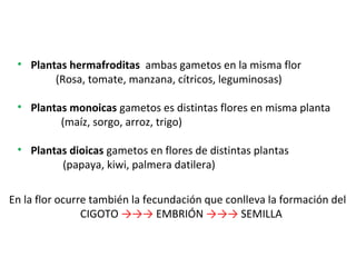 En la flor ocurre también la fecundación que conlleva la formación del
CIGOTO →→→ EMBRIÓN →→→ SEMILLA
• Plantas hermafroditas ambas gametos en la misma flor
(Rosa, tomate, manzana, cítricos, leguminosas)
• Plantas monoicas gametos es distintas flores en misma planta
(maíz, sorgo, arroz, trigo)
• Plantas dioicas gametos en flores de distintas plantas
(papaya, kiwi, palmera datilera)
 