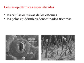 Células epidérmicas especializadas
• las células oclusivas de los estomas
• los pelos epidérmicos denominados tricomas.
 