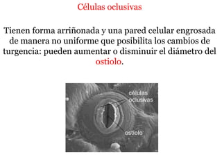 Células oclusivas
Tienen forma arriñonada y una pared celular engrosada
de manera no uniforme que posibilita los cambios de
turgencia: pueden aumentar o disminuir el diámetro del
ostiolo.
 