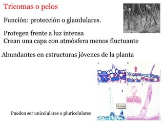 Tricomas o pelos
Función: protección o glandulares.
Protegen frente a luz intensa
Crean una capa con atmósfera menos fluctuante
Abundantes en estructuras jóvenes de la planta
Pueden ser unicelulares o pluricelulares
 