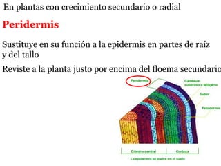 Peridermis
Sustituye en su función a la epidermis en partes de raíz
y del tallo
Reviste a la planta justo por encima del floema secundario
En plantas con crecimiento secundario o radial
 
