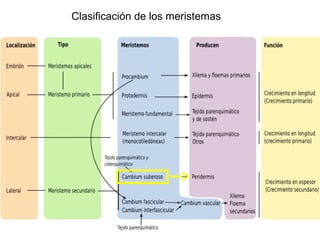 Clasificación de los meristemas
 