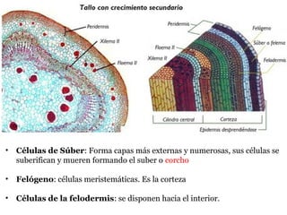 • Células de Súber: Forma capas más externas y numerosas, sus células se
suberifican y mueren formando el suber o corcho
• Felógeno: células meristemáticas. Es la corteza
• Células de la felodermis: se disponen hacia el interior.
 
