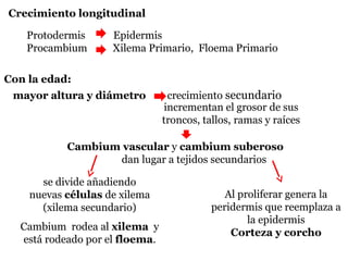 mayor altura y diámetro crecimiento secundario
Cambium vascular y cambium suberoso
dan lugar a tejidos secundarios
incrementan el grosor de sus
troncos, tallos, ramas y raíces
Con la edad:
se divide añadiendo
nuevas células de xilema
(xilema secundario)
Cambium rodea al xilema y
está rodeado por el floema.
Al proliferar genera la
peridermis que reemplaza a
la epidermis
Corteza y corcho
Protodermis Epidermis
Procambium Xilema Primario, Floema Primario
Crecimiento longitudinal
 
