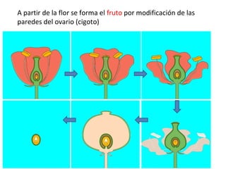 A partir de la flor se forma el fruto por modificación de las
paredes del ovario (cigoto)
 