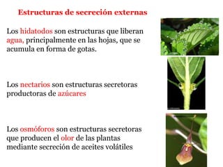Los hidatodos son estructuras que liberan
agua, principalmente en las hojas, que se
acumula en forma de gotas.
Los nectarios son estructuras secretoras
productoras de azúcares
Los osmóforos son estructuras secretoras
que producen el olor de las plantas
mediante secreción de aceites volátiles
Estructuras de secreción externas
 