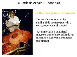 Desprenden un fuerte olor
similar al de la carne podrida y
son capaces de emitir calor.
Así mimetizan a un animal
muerto y atraer la atención de las
moscas de la carroña, su agente
polinizador
La Rafflesia Arnoldii –Indonesia
La flor mas grande del mundo
 