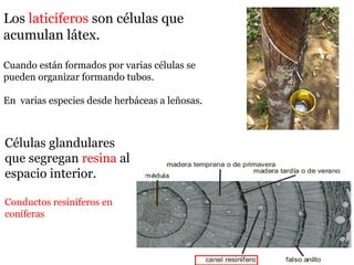 Los laticíferos son células que
acumulan látex.
Cuando están formados por varias células se
pueden organizar formando tubos.
En varias especies desde herbáceas a leñosas.
Células glandulares
que segregan resina al
espacio interior.
Conductos resiníferos en
coníferas
 