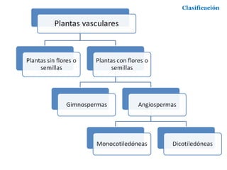 Clasificación
 