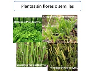 Helechos (Pteridophyta)
Psilofitos (Rhyniophyta).
Licopodios (Lycopodiophyta)
Equisetos (Equisetophyta)
Plantas sin flores o semillas
 