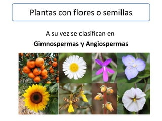 A su vez se clasifican en
Gimnospermas y Angiospermas
Plantas con flores o semillas
 