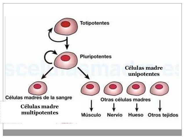 Tema 11 histologia animal 2016