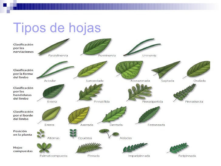 tema 11 la nutricion de las plantas 27 728