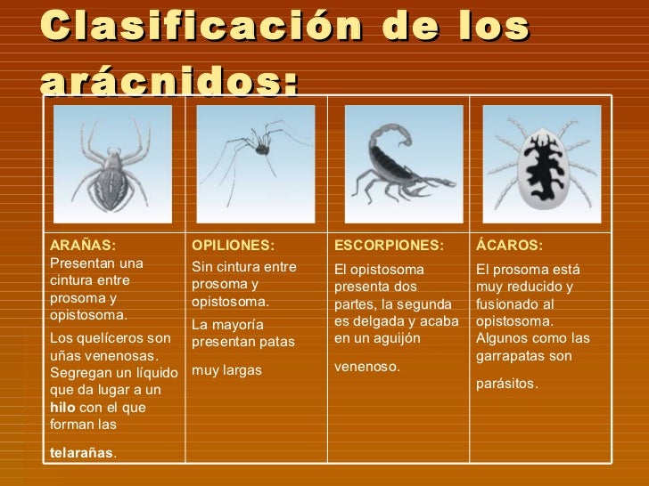 Las operaciones de la extracción de los parásitos del organismo