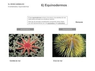 EL REINO ANIMALES
Invertebrados. Equinodermos
El tipo equinodermos incluye a los erizos y las estrellas de mar;
todos estos animales son acuáticos marinos.
Este tipo de animales invertebrados comprende varias clases;
las más representativas son: los equinoideos y los asteroideos.
EQUINOIDEOSASTEROIDEOS
Estrella de mar Erizo de mar
Branquias
6) Equinodermos
 