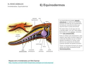 EL REINO ANIMALES
Invertebrados. Equinodermos
Los equinodermos poseen aparato
ambulacral, un sistema de conductos
exclusivo de este tipo de invertebrados,
formado por una serie de tubos que
recorren todo el cuerpo del animal.
Por estos tubos circula agua de mar
y de ellos salen, a su vez, otros tubitos
terminados en una ventosa, conocidos
como pies ambulacrales.
Estos se utilizan para desplazarse, para
respirar, para hacer circular el agua con
sustancias disueltas (ya que no tienen
aparato circulatorio) e, incluso, para
eliminar sus sustancias de desecho
(carecen también de aparato excretor).
Tienen un esqueleto formado por placas
calizas que están recubiertas de piel
(dermoesqueleto).
aparato
reproductor
cordón
nervioso
pies
ambulacrales
conducto
ambulacral
estómago
boca
anillo
nervioso
anillo
ambulacral
ano
agua
cordón
nervioso
6) Equinodermos
Repaso de lo invertebrados con Bob Esponja:
http://naukas.com/2010/08/16/aprende-zoologia-con-bob-esponja/
 