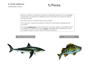 EL REINO ANIMALES
Vertebrados. Peces
PECES CARTILAGINOSOS PECES ÓSEOS
Más de la mitad de las especies conocidas de vertebrados pertenecen a la clase peces:
los tiburones, las merluzas, los caballitos de mar, las truchas o las carpas son algunos
ejemplos de peces.
Los peces viven en un medio acuático dulce o salado.
Por lo general, el cuerpo de los peces es fusiforme, lo que facilita su desplazamiento
en el agua.
Los peces cartilaginosos, como los tiburones y las rayas, poseen un esqueleto formado
por cartílago. En cambio, en los peces óseos, el esqueleto está compuesto por hueso,
y el cuerpo, excepto la cabeza, aparece cubierto de escamas.
1) Peces
 