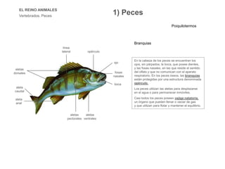EL REINO ANIMALES
Vertebrados. Peces
En la cabeza de los peces se encuentran los
ojos, sin párpados; la boca, que posee dientes,
y las fosas nasales, en las que reside el sentido
del olfato y que no comunican con el aparato
respiratorio. En los peces óseos, las branquias
están protegidas por una estructura denominada
opérculo.
Los peces utilizan las aletas para desplazarse
en el agua o para permanecer inmóviles.
Casi todos los peces poseen vejiga natatoria,
un órgano que pueden llenar o vaciar de gas
y que utilizan para flotar y mantener el equilibrio.
aletas
dorsales
aleta
caudal
aleta
anal
línea
lateral opérculo
ojo
fosas
nasales
boca
aletas
ventrales
aletas
pectorales
1) Peces
Branquias
Poiquilotermos
 