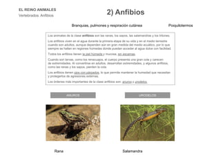 EL REINO ANIMALES
Vertebrados. Anfibios
ANUROS URODELOS
Los animales de la clase anfibios son las ranas, los sapos, las salamandras y los tritones.
Los anfibios viven en el agua durante la primera etapa de su vida y en el medio terrestre
cuando son adultos, aunque dependen aún en gran medida del medio acuático, por lo que
siempre se hallan en regiones húmedas donde puedan acceder al agua dulce con facilidad.
Todos los anfibios tienen la piel húmeda y mucosa, sin escamas.
Cuando son larvas, como los renacuajos, el cuerpo presenta una gran cola y carecen
de extremidades. Al convertirse en adultos, desarrollan extremidades, y algunos anfibios,
como las ranas y los sapos, pierden la cola.
Los anfibios tienen ojos con párpados, lo que permite mantener la humedad que necesitan
y protegerlos de agresiones externas.
Los órdenes más importantes de la clase anfibios son: anuros y urodelos.
2) Anfibios
Rana Salamandra
Branquias, pulmones y respiración cutánea Poiquilotermos
 