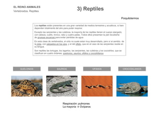 EL REINO ANIMALES
Vertebrados. Reptiles
CROCODILIANOSQUELONIOS SAURIOS OFIDIOS
Los reptiles están presentes en una gran variedad de medios terrestres y acuáticos, si bien
dependen totalmente del aire para poder respirar.
Excepto las serpientes y las culebras, la mayoría de los reptiles tienen el cuerpo alargado,
con cabeza, cuello, tronco, rabo y cuatro patas. Todos ellos presentan la piel recubierta
de gruesas escamas para evitar pérdidas de agua.
En esta clase de vertebrados, el oído no suele estar muy desarrollado, pero sí el sentido de
la vista, con párpados en los ojos, y el del olfato, que en el caso de las serpientes reside en
su lengua.
Son reptiles las tortugas, los lagartos, las serpientes, las culebras y los cocodrilos, que se
clasifican en cuatro órdenes: quelonios, saurios, ofidios y cocodrilianos.
Poiquilotermos
Respiración: pulmones
La mayoría → Ovíparos
3) Reptiles
 